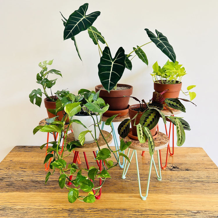 Indoor Plant Stands
